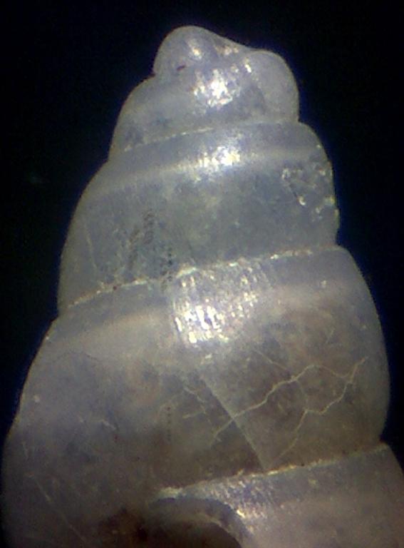 Odostomia ?